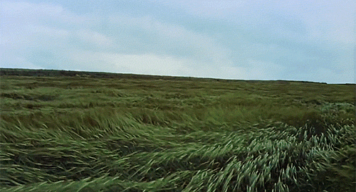 windy-grass-meadow-three-rivers-deep